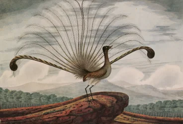 Leierschwanz: mamura superba, 1813